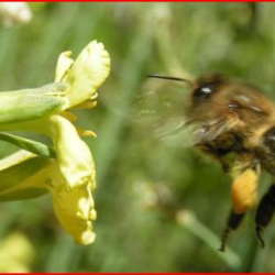 Pollen ID